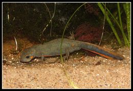 Image of Chuxiong Fire-Bellied Newt