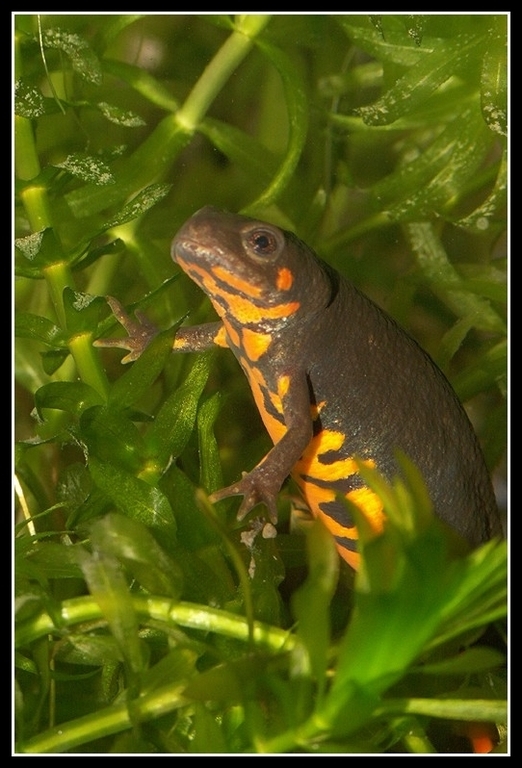 Image of Chuxiong Fire-Bellied Newt