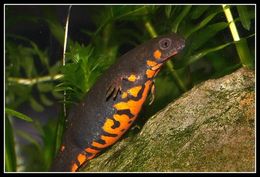 Image of Chuxiong Fire-Bellied Newt