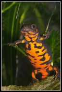 Image of Chuxiong Fire-Bellied Newt