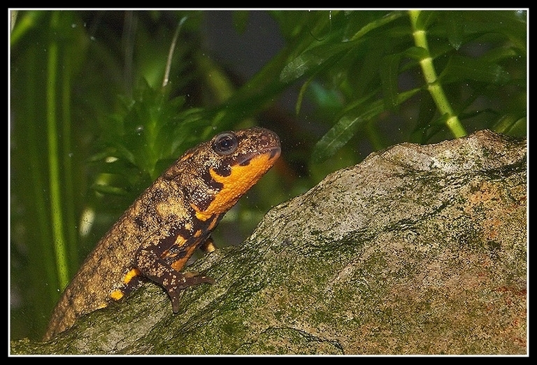 Image of Japanese Fire-bellied Newt