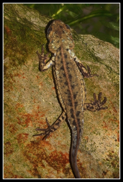 Image of Japanese Fire-bellied Newt