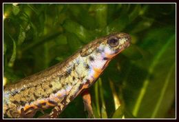 Image of Japanese Fire-bellied Newt