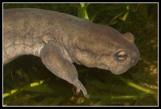 Image of Semirechensk Salamander