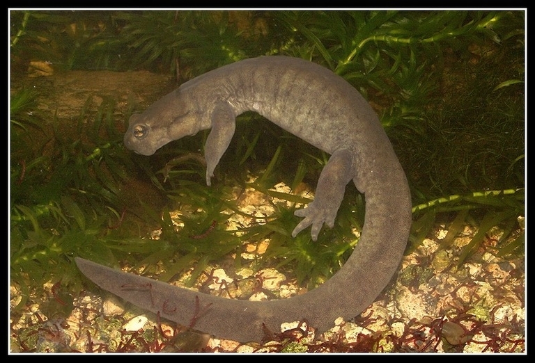 Image of Semirechensk Salamander