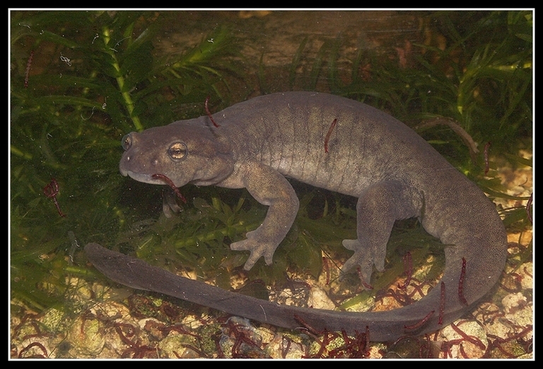 Image of Semirechensk Salamander