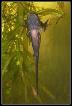 Image of Marbled Salamander
