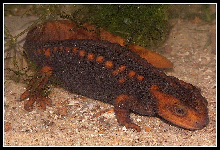 Image of Crocodile Newt