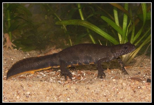 Image of Italian crested newt