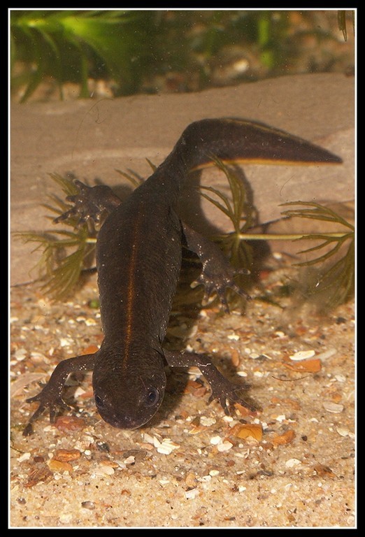 Image of Italian crested newt