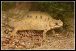 Image of Italian crested newt