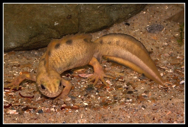 Image of Italian crested newt