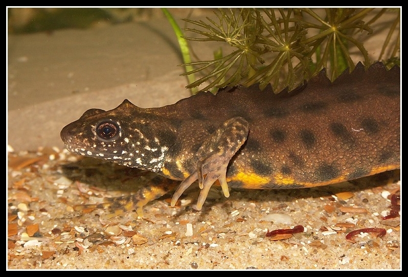 Image of Italian crested newt