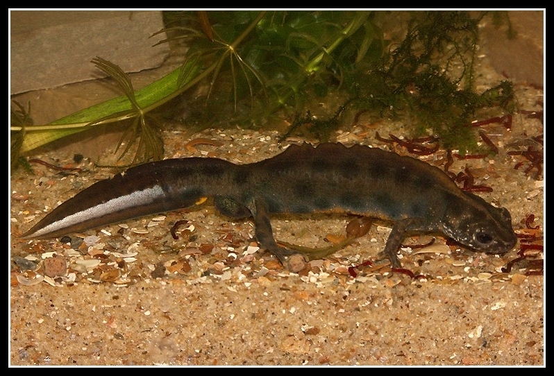 Image of Italian crested newt