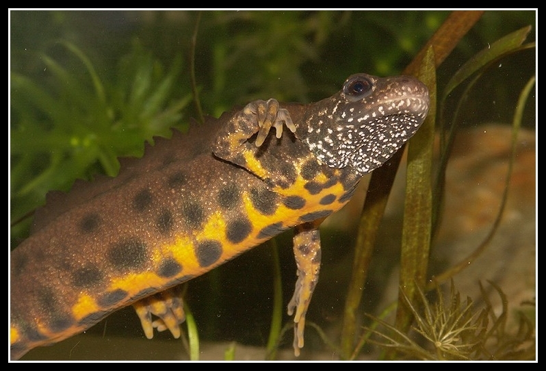 Image of Italian crested newt