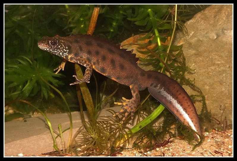 Image of Italian crested newt