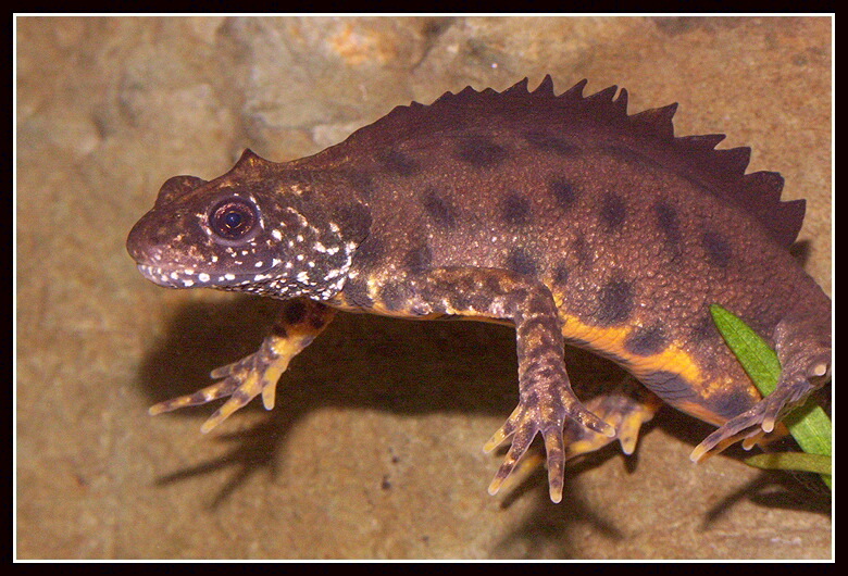 Image of Italian crested newt