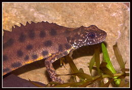 Image of Italian crested newt