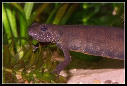 Image of Italian crested newt