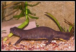 Image of Italian crested newt