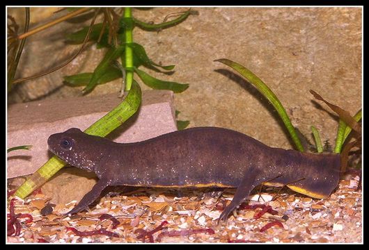 Image of Italian crested newt