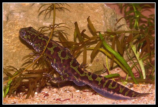 Triturus marmoratus (Latreille 1800) resmi