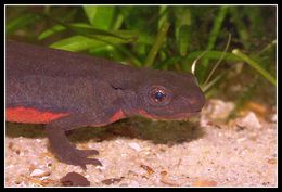 Image of Japanese Fire-bellied Newt