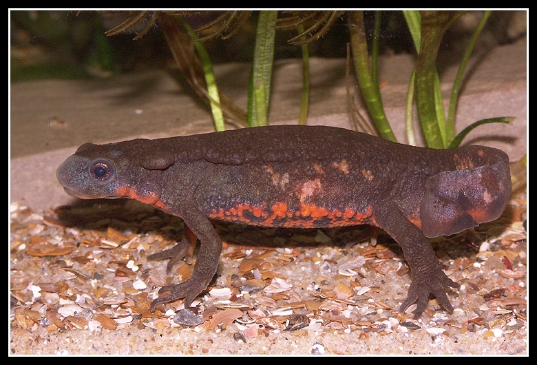 Image of Japanese Fire-bellied Newt