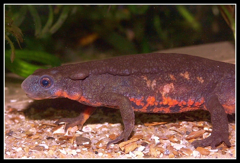 Image of Japanese Fire-bellied Newt