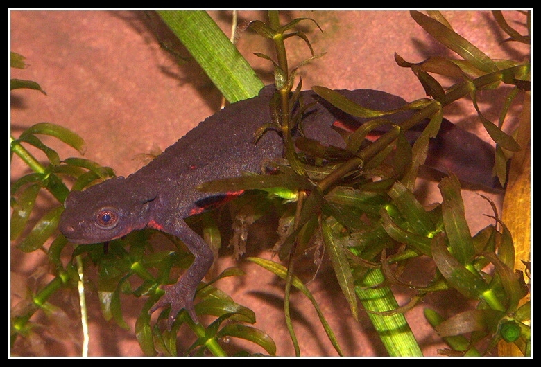 Image of Japanese Fire-bellied Newt