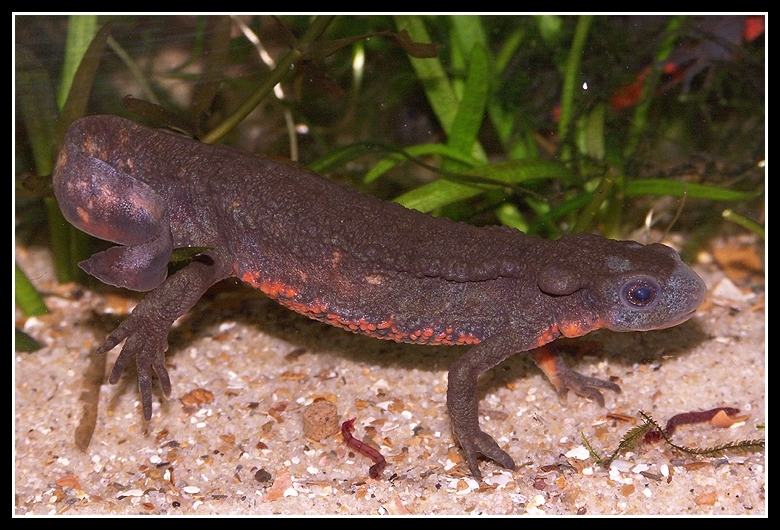 Image of Japanese Fire-bellied Newt