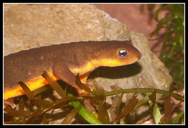 Image of Rough-skinned Newt