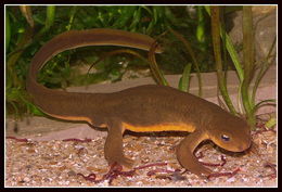 Image of Rough-skinned Newt