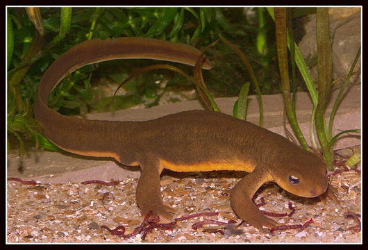 Image of Rough-skinned Newt