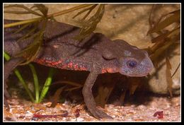 Image of Japanese Fire-bellied Newt