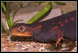 Image of Crocodile Newt