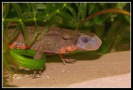 Image of Japanese Fire-bellied Newt