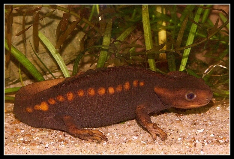 Image of Crocodile Newt