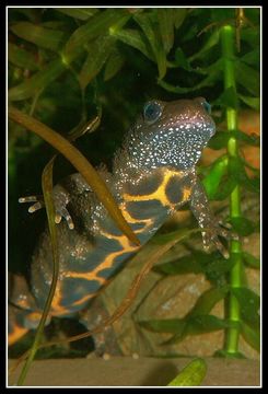 Image of Italian crested newt