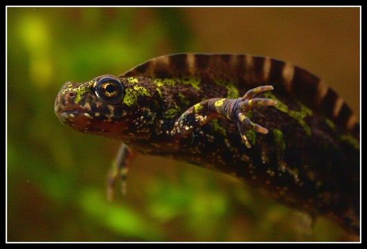 Triturus marmoratus (Latreille 1800) resmi