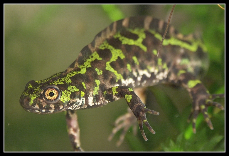 Image of Marbled Newt