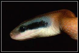 Image of Cave Dwelling Rat Snake