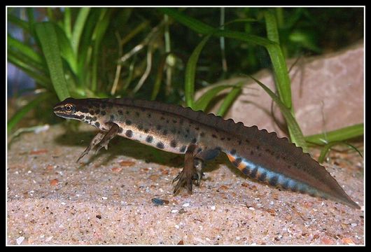 Image of Smooth Newt