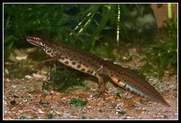 صورة Lissotriton vulgaris (Linnaeus 1758)