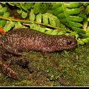 Image of Sagami salamander