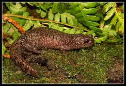 Image of Sagami salamander