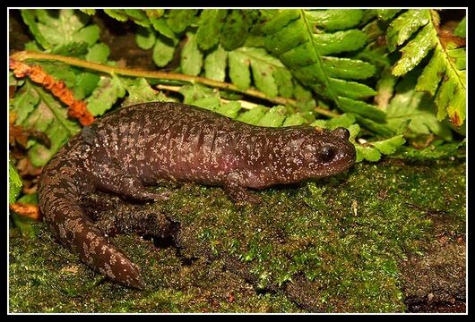 Image of Sagami salamander