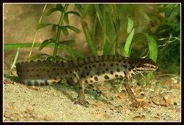 صورة Lissotriton vulgaris (Linnaeus 1758)