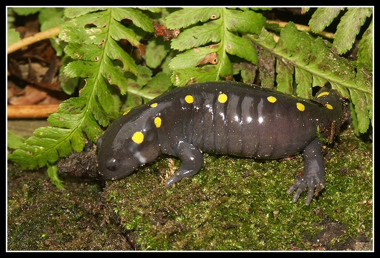 Image of Spotted Salamander