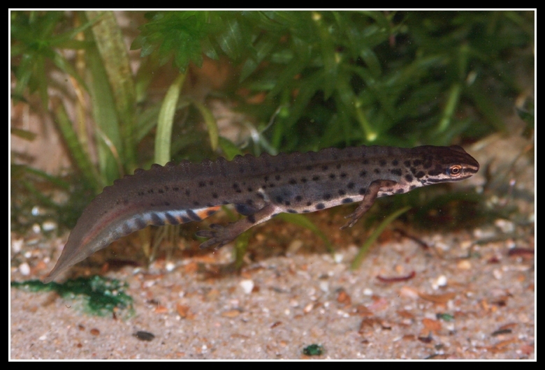 صورة Lissotriton vulgaris (Linnaeus 1758)